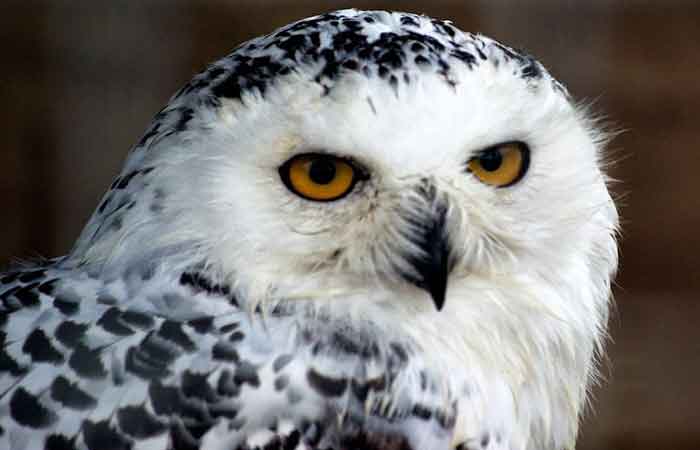Good Pet Owl Names: Famous Harry Potter, Mythology ...
