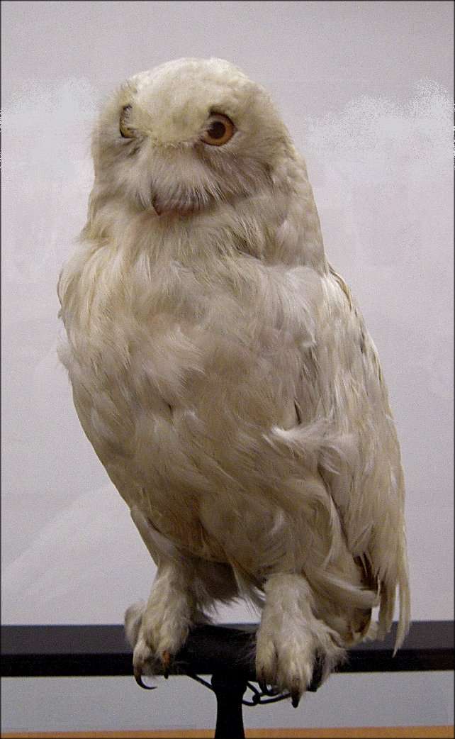 harry potter owl name generator @ Terrasil at good life ...