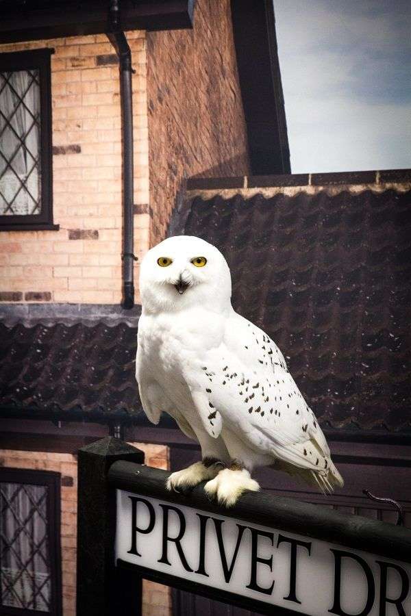 Hedwig the owl from the Harry Potter movies. Read about ...