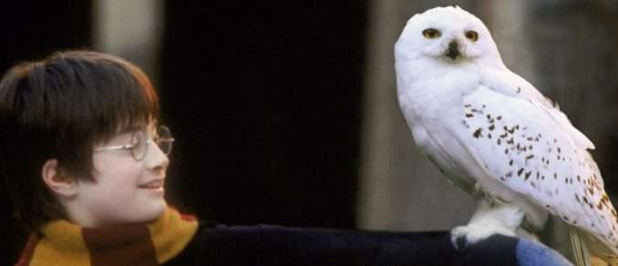 QUIZ : How Much Do You Know About Owls In Harry Potter?